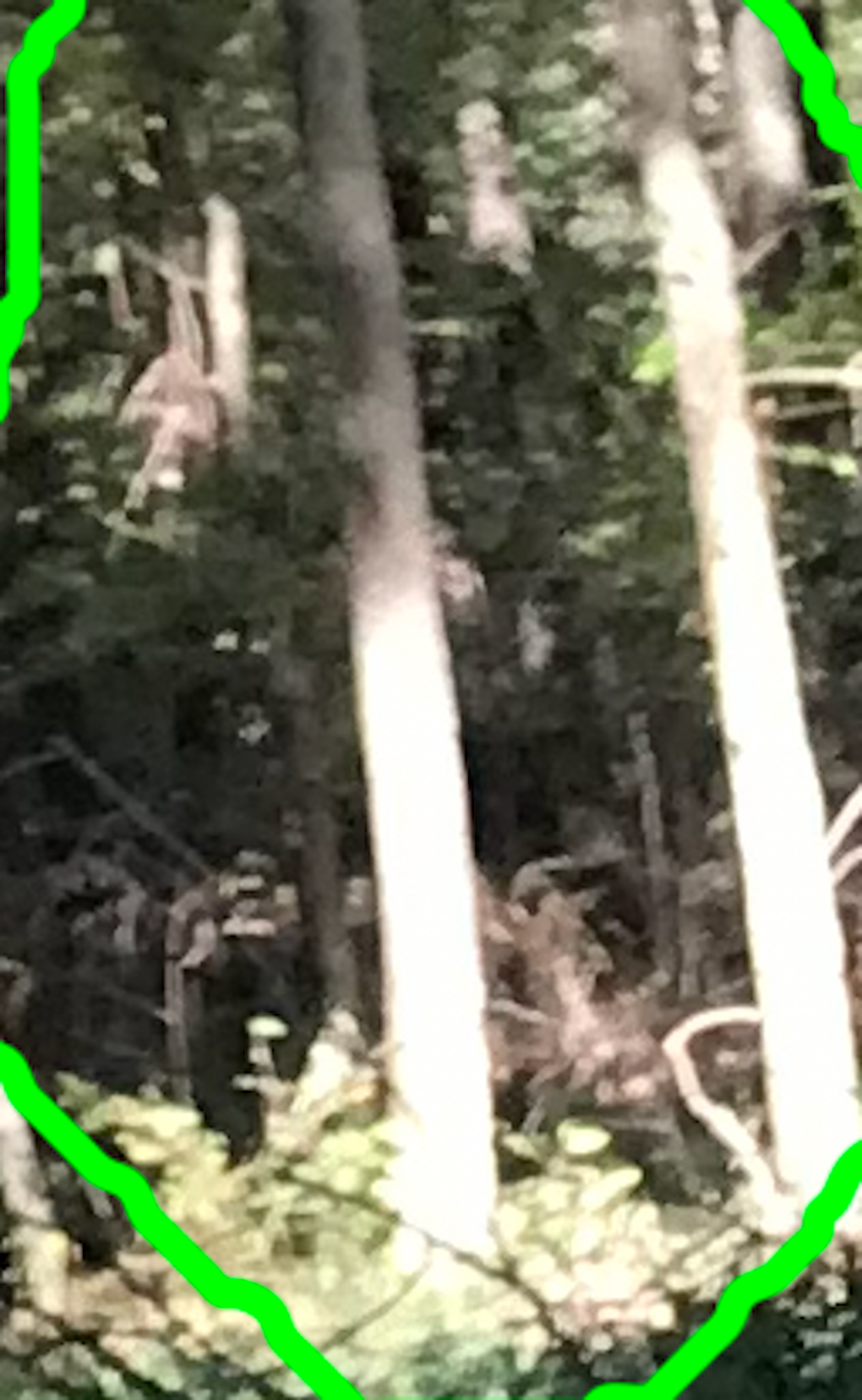 Woodland image with an area of interest outlined in bright green