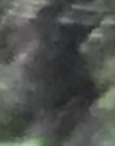 Close view of a dark, indistinct shape against woodland foliage