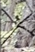 Low-resolution saved frame showing branches and indistinct woodland details