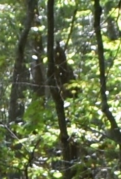 Trees, branches, and dense woodland foliage in a submitted field photograph